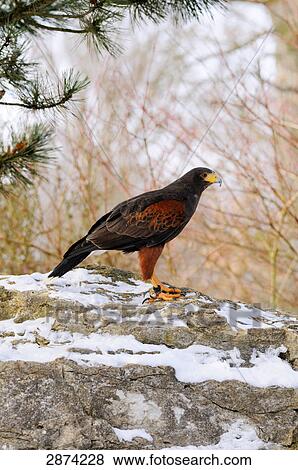 Close-up of Harris's Hawk (Parabuteo unicinctus) on rock View Large Photo Image Stock Photo - Close-up of Harris's Hawk (Parabuteo unicinctus) on rock . Fotosearch
