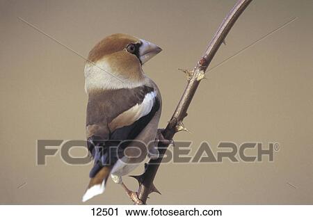 Close-up of Hawfinch (Coccothraustes coccothraustes) bird perching on stem, Germany View Large Photo Image Stock Image - Close-up of Hawfinch (Coccothraustes coccothraustes) bird perching on stem, Germany . Fotosearch