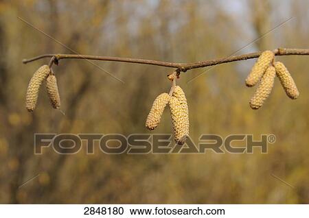 Stock Image - Close-up of Hazel (Corylus avellana), Franconia, Bavaria, Germany . Fotosearch
