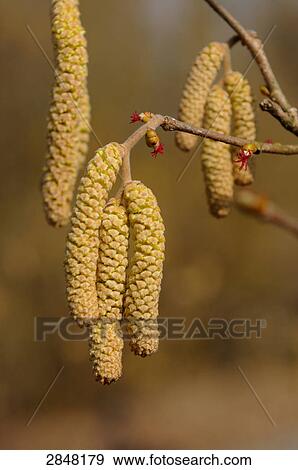 Close-up of Hazel (Corylus avellana), Franconia, Bavaria, Germany View Large Photo Image Stock Photo - Close-up of Hazel (Corylus avellana), Franconia, Bavaria, Germany . Fotosearch