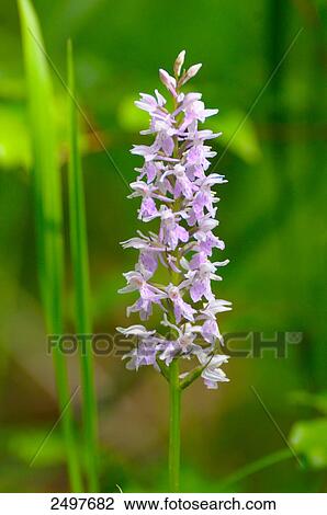 Close-up of Heath spotted orchid (Dactylorhiza maculata), Austria View Large Photo Image Stock Image - Close-up of Heath spotted orchid (Dactylorhiza maculata), Austria . Fotosearch