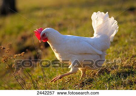 Close-up of hen walking in field View Large Photo Image Stock Photo - Close-up of hen walking in field . Fotosearch