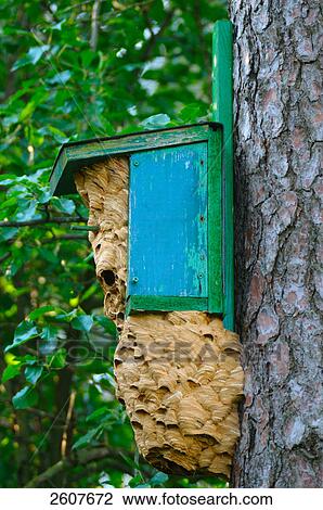 Stock Image - Close-up of hornet nest in birdhouse on tree trunk . Fotosearch
