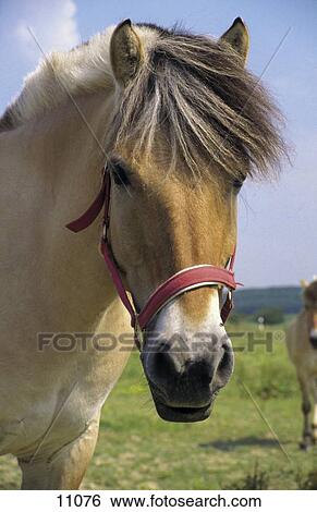 Close-up of horse, Germany View Large Photo Image Stock Photograph - Close-up of horse, Germany . Fotosearch