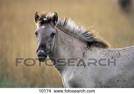 Picture - Close-up of horse whinny in field, Flevoland, Netherlands . Fotosearch