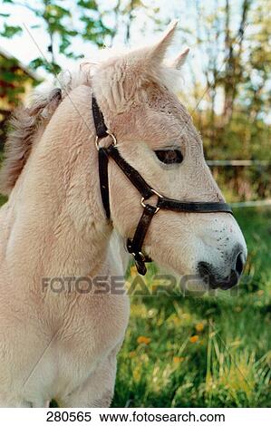 Stock Photography - Close-up of horse's face . Fotosearch
