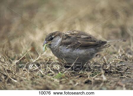 Close-up of House Sparrow (Passer domesticus) with grass in its beak, Germany View Large Photo Image Stock Photograph - Close-up of House Sparrow (Passer domesticus) with grass in its beak, Germany . Fotosearch
