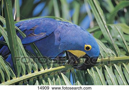 Close-up of Hyacinth Macaw (Anodorhynchus hyacinthinus) perching on tree, Pantanal, Mato Grosso, Brazil View Large Photo Image Stock Photo - Close-up of Hyacinth Macaw (Anodorhynchus hyacinthinus) perching on tree, Pantanal, Mato Grosso, Brazil . Fotosearch