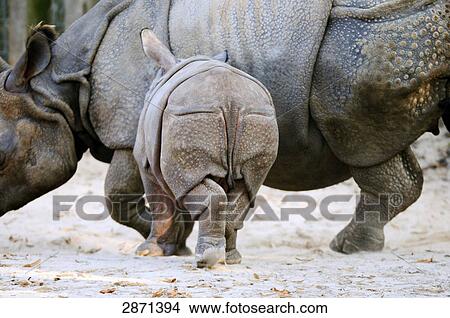 Picture - Close-up of Indian Rhinoceros (Rhinoceros unicornis) walking with its young ones in zoo . Fotosearch