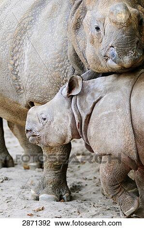Close-up of Indian Rhinoceros (Rhinoceros unicornis) with its young ones in zoo View Large Photo Image Stock Image - Close-up of Indian Rhinoceros (Rhinoceros unicornis) with its young ones in zoo . Fotosearch