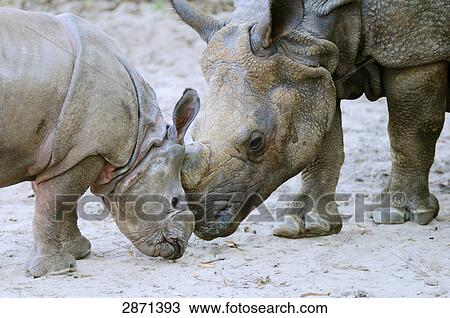 Stock Image - Close-up of Indian Rhinoceros (Rhinoceros unicornis) with its young ones in zoo . Fotosearch