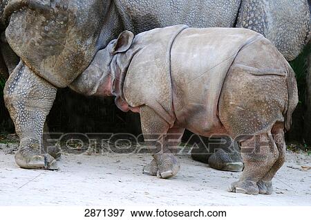 Close-up of Indian Rhinoceros (Rhinoceros unicornis) nursing its young ones in zoo View Large Photo Image Stock Photo - Close-up of Indian Rhinoceros (Rhinoceros unicornis) nursing its young ones in zoo . Fotosearch