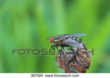 Close-up of insect perching on flower View Large Photo Image Picture - Close-up of insect perching on flower . Fotosearch