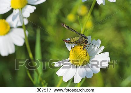 Close-up of insect perching on flower View Large Photo Image Stock Photo - Close-up of insect perching on flower . Fotosearch