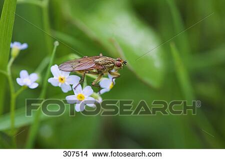 Picture - Close-up of insect perching on leaf . Fotosearch
