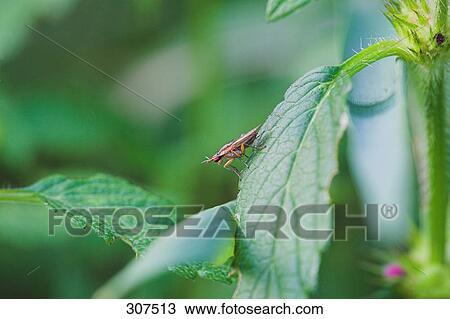 Close-up of insect perching on leaf View Large Photo Image Stock Image - Close-up of insect perching on leaf . Fotosearch