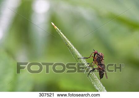 Close-up of insect perching on leaf View Large Photo Image Stock Image - Close-up of insect perching on leaf . Fotosearch