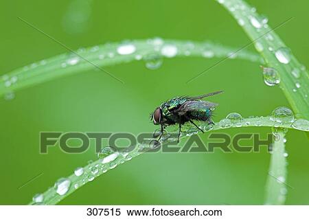 Close-up of insect perching on leaf View Large Photo Image Stock Photography - Close-up of insect perching on leaf . Fotosearch