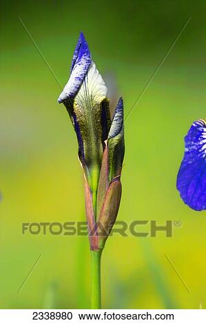 Stock Image - Close-up of iris flower . Fotosearch