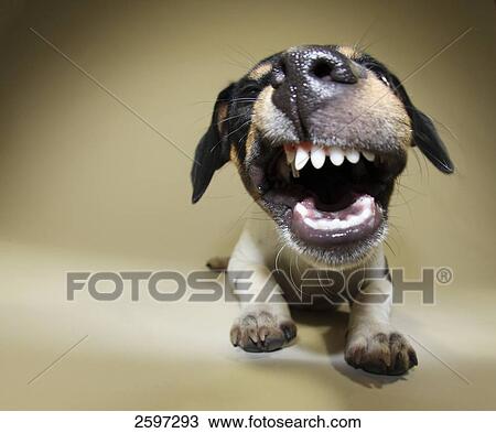 Close-up of Jack Russel Terrier dog snarling View Large Photo Image Stock Image - Close-up of Jack Russel Terrier dog snarling . Fotosearch