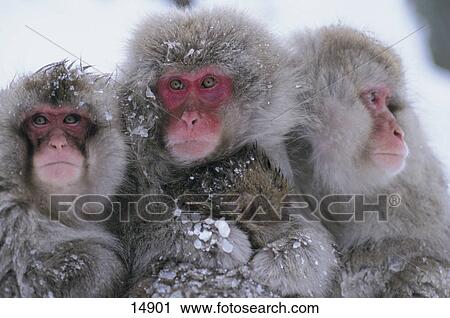 Stock Image - Close-up of Japanese Macaque (Macaca fuscata) family, Nagano Prefecture, Honshu, Japan . Fotosearch