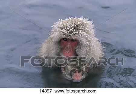 Close-up of Japanese Macaque (Macaca fuscata) in water with its young ones, Nagano Prefecture, Honshu, Japan View Large Photo Image Stock Photo - Close-up of Japanese Macaque (Macaca fuscata) in water with its young ones, Nagano Prefecture, Honshu, Japan . Fotosearch
