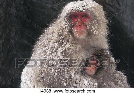 Close-up of Japanese Macaque (Macaca fuscata) with its young ones, Nagano Prefecture, Honshu, Japan View Large Photo Image Stock Photo - Close-up of Japanese Macaque (Macaca fuscata) with its young ones, Nagano Prefecture, Honshu, Japan . Fotosearch