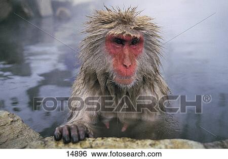 Close-up of Japanese Macaque (Macaca fuscata) in water, Nagano Prefecture, Honshu, Japan View Large Photo Image Stock Photograph - Close-up of Japanese Macaque (Macaca fuscata) in water, Nagano Prefecture, Honshu, Japan . Fotosearch
