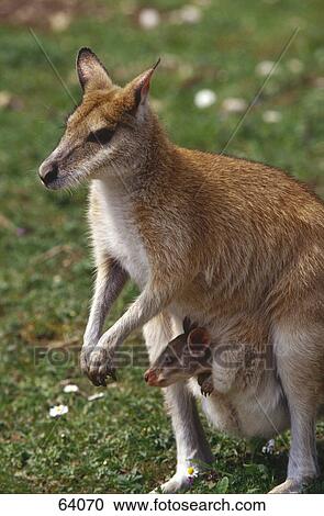Stock Image - Close-up of kangaroo with joey in pouch . Fotosearch