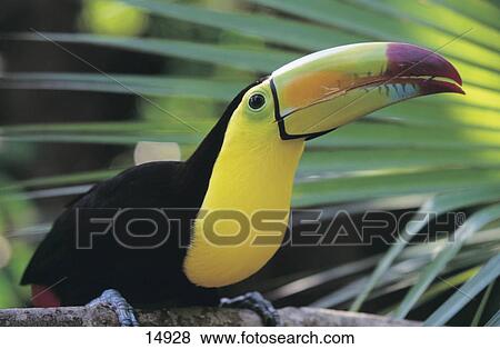 Close-up of Keel-billed Toucan (Ramphastos sulfuratus) perching on branch, Belize View Large Photo Image Stock Photo - Close-up of Keel-billed Toucan (Ramphastos sulfuratus) perching on branch, Belize . Fotosearch