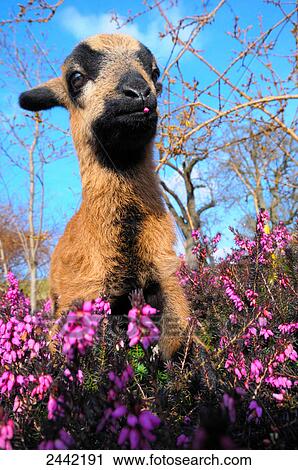 Close-up of kid goat standing in Heather Erica Herbacea (Erica carnea) field View Large Photo Image Stock Image - Close-up of kid goat standing in Heather Erica Herbacea (Erica carnea) field . Fotosearch