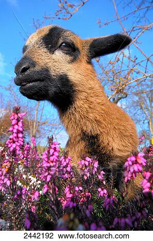 Close-up of kid goat standing in Heather Erica Herbacea (Erica carnea) field View Large Photo Image Stock Image - Close-up of kid goat standing in Heather Erica Herbacea (Erica carnea) field . Fotosearch