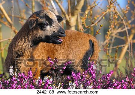 Close-up of kid goat standing in Heather Erica Herbacea (Erica carnea) field View Large Photo Image Stock Photo - Close-up of kid goat standing in Heather Erica Herbacea (Erica carnea) field . Fotosearch