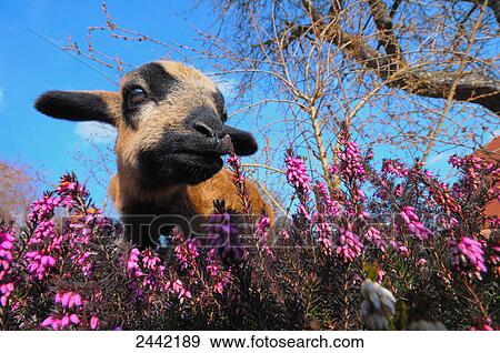 Close-up of kid goat standing in Heather Erica Herbacea (Erica carnea) field View Large Photo Image Stock Photo - Close-up of kid goat standing in Heather Erica Herbacea (Erica carnea) field . Fotosearch