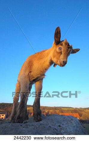 Stock Image - Close-up of kid goat standing on stone . Fotosearch