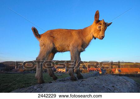 Stock Photo - Close-up of kid goat standing on stone . Fotosearch