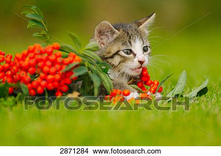Picture - Close-up of kitten in field, Bavaria, Germany . Fotosearch