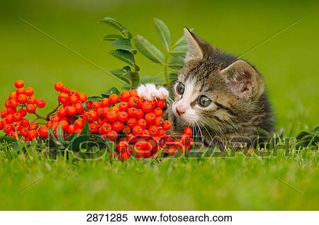 Close-up of kitten in field, Bavaria, Germany View Large Photo Image Stock Photography - Close-up of kitten in field, Bavaria, Germany . Fotosearch