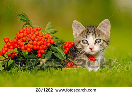 Close-up of kitten lying in field, Franconia, Bavaria, Germany View Large Photo Image Stock Image - Close-up of kitten lying in field, Franconia, Bavaria, Germany . Fotosearch