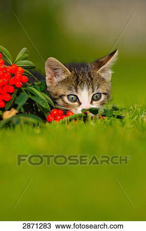 Stock Image - Close-up of kitten lying in field, Franconia, Bavaria, Germany . Fotosearch