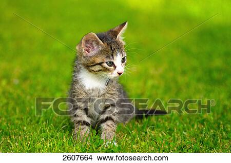 Close-up of kitten sitting in lawn View Large Photo Image Picture - Close-up of kitten sitting in lawn . Fotosearch