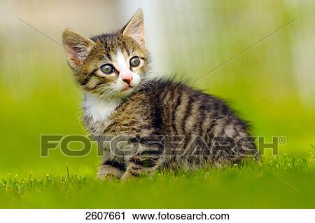 Close-up of kitten sitting in lawn View Large Photo Image Stock Image - Close-up of kitten sitting in lawn . Fotosearch
