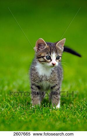 Stock Photography - Close-up of kitten standing in lawn . Fotosearch
