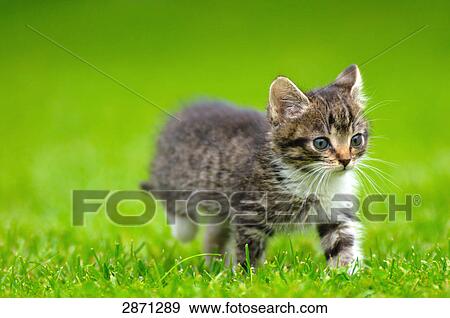 Stock Photo - Close-up of kitten walking in field, Bavaria, Germany . Fotosearch