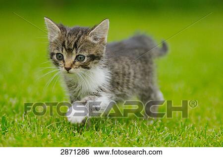Stock Photograph - Close-up of kitten walking in field, Bavaria, Germany . Fotosearch