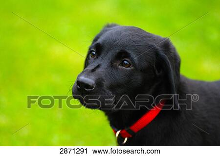 Close-up of Labrador in field, Franconia, Bavaria, Germany View Large Photo Image Stock Image - Close-up of Labrador in field, Franconia, Bavaria, Germany . Fotosearch