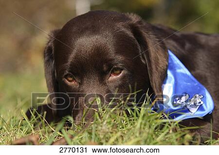 Close-up of Labrador lying in field View Large Photo Image Stock Image - Close-up of Labrador lying in field . Fotosearch