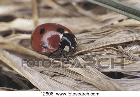 Stock Photograph - Close-up of ladybird on dry leaves, Germany . Fotosearch