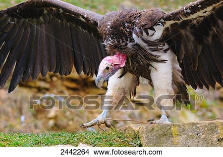 Picture - Close-up of Lappet-faced Vulture (Torgos tracheliotos) spreading its wings in field . Fotosearch