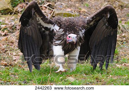 Close-up of Lappet-faced Vulture (Torgos tracheliotos) spreading its wings in field View Large Photo Image Stock Image - Close-up of Lappet-faced Vulture (Torgos tracheliotos) spreading its wings in field . Fotosearch